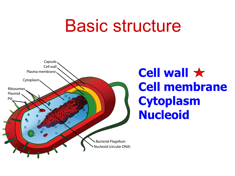 细菌结构.ppt_第2页