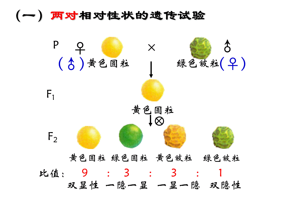 基因的自由组合定律高三复习课件_精品文档PPT推荐.ppt_第3页