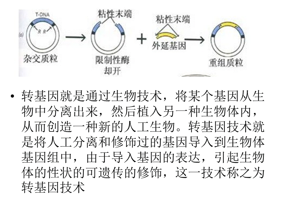 转基因食品的危害_精品文档.ppt_第3页