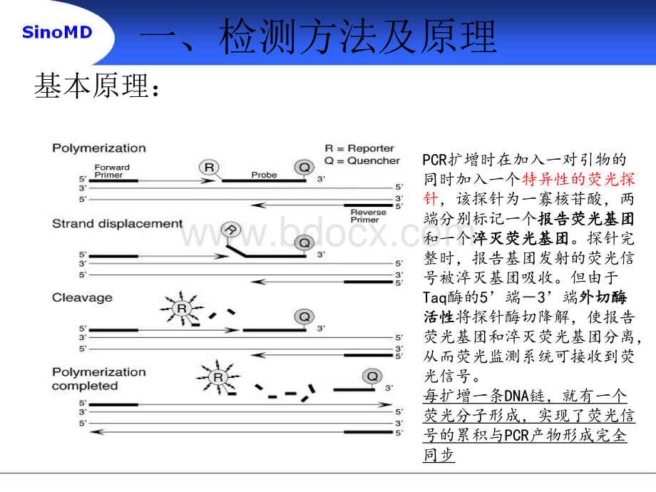 AMRS-PCR原理_精品文档资料下载.pdf_第3页