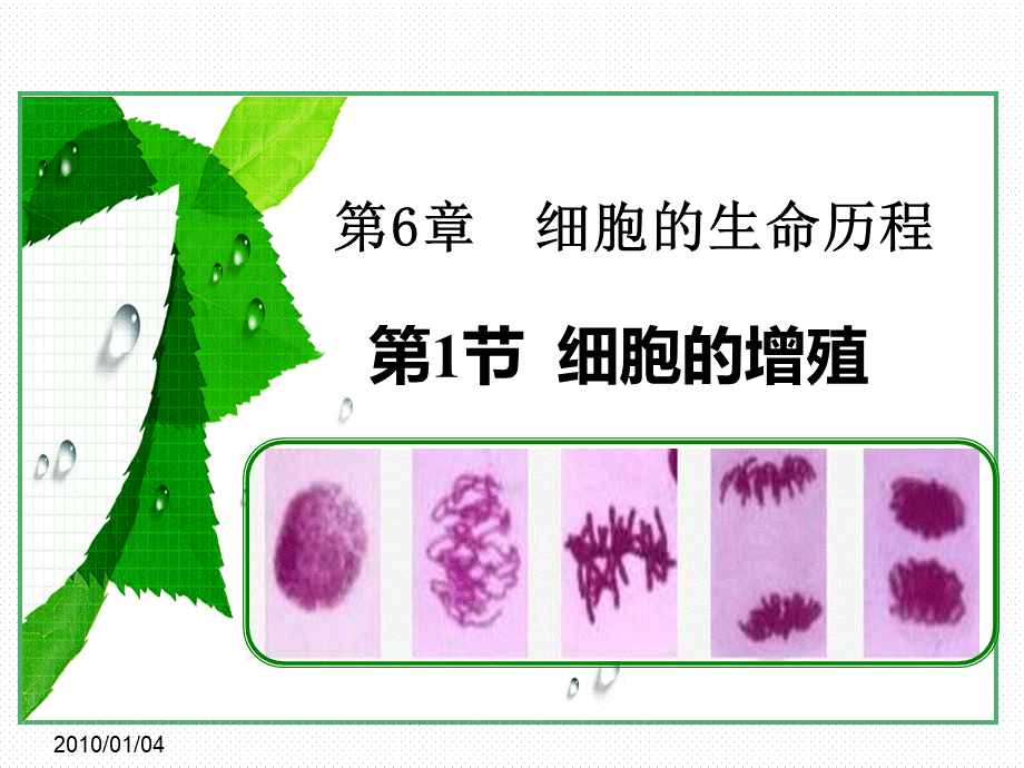 细胞的增殖_精品文档PPT课件下载推荐.ppt