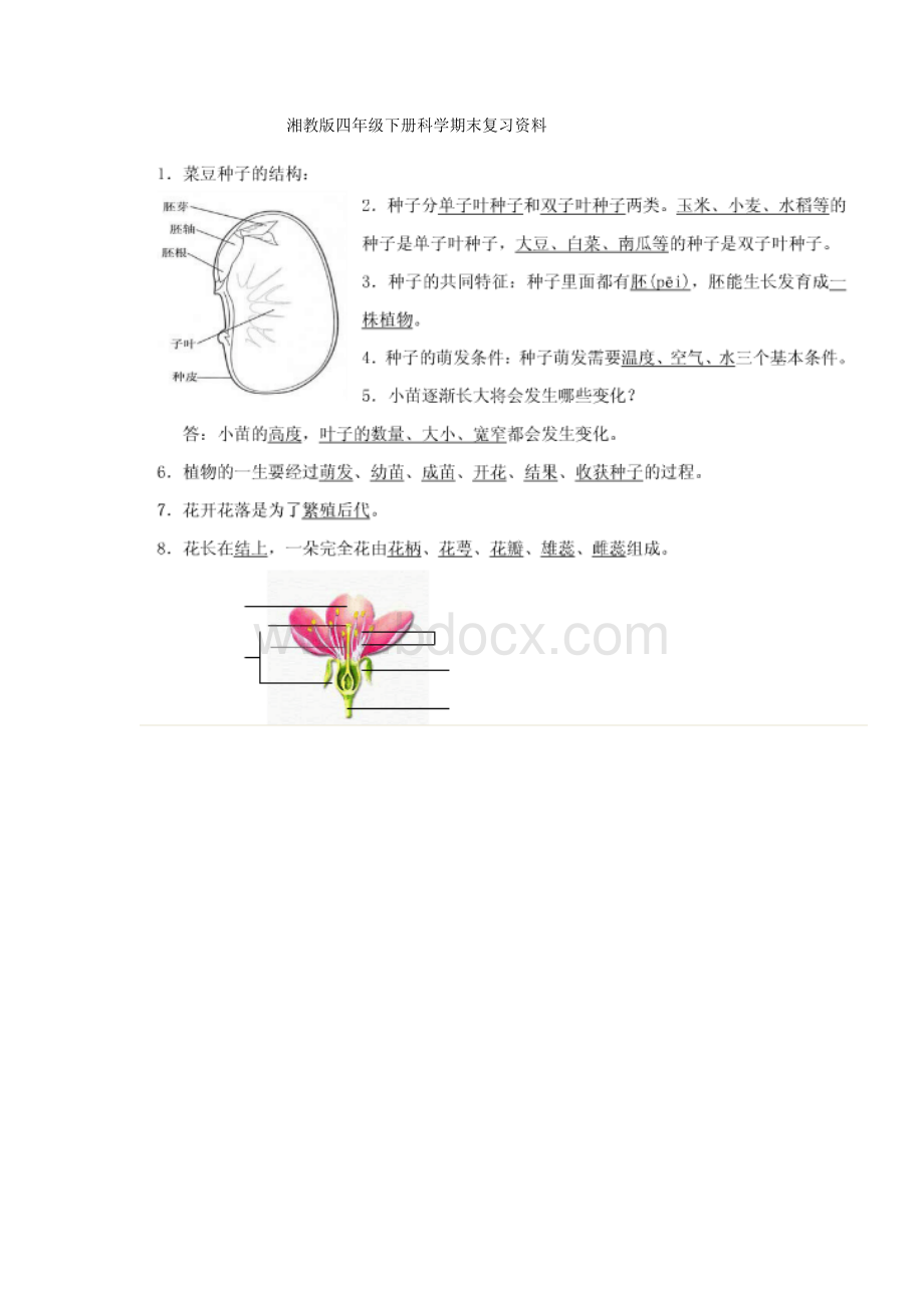 湘教版四年级下册科学期末复习资料Word文件下载.docx_第1页