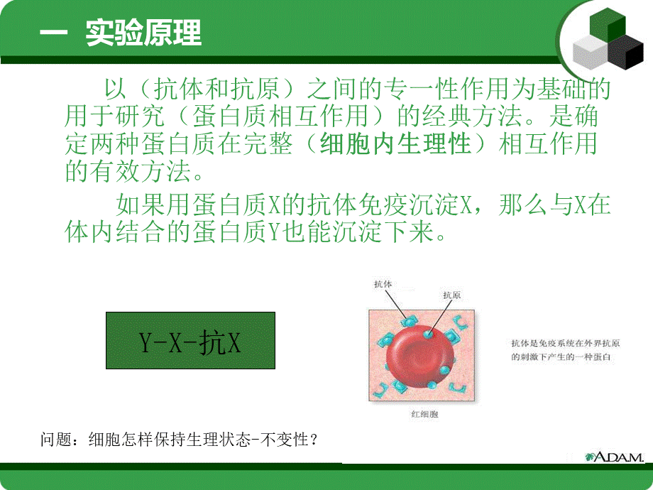 免疫共沉淀原理及注意事项_精品文档.ppt_第2页