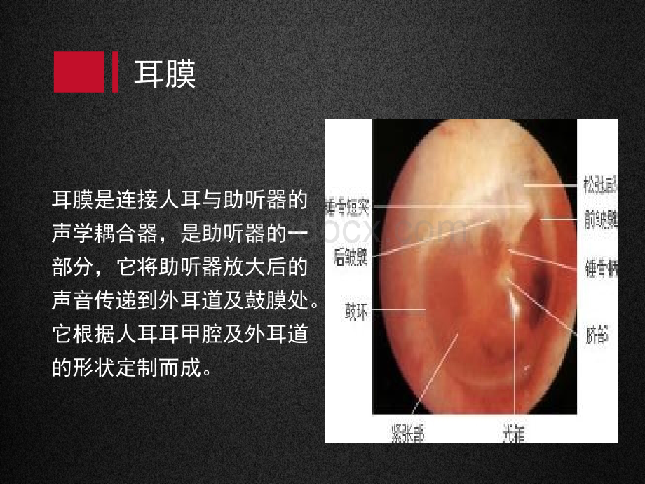 耳膜及其声学特性_精品文档.ppt_第2页