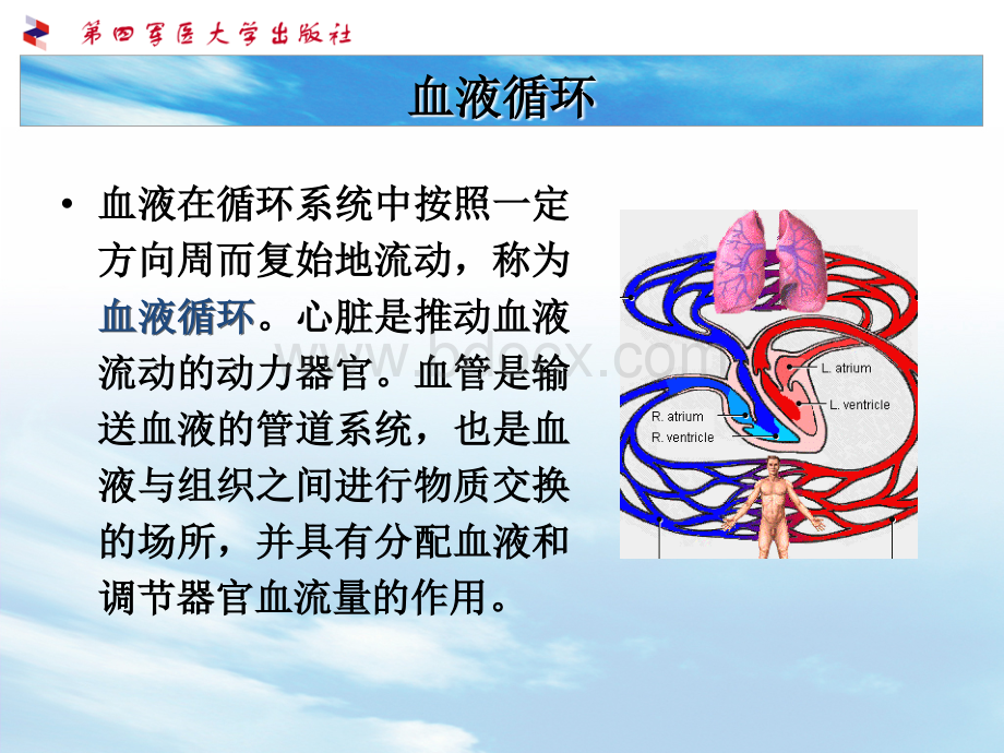 生理第四章--血液循环_精品文档.ppt_第2页