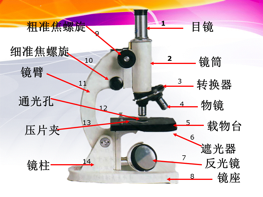 显微镜的结构和使用_精品文档.ppt_第2页