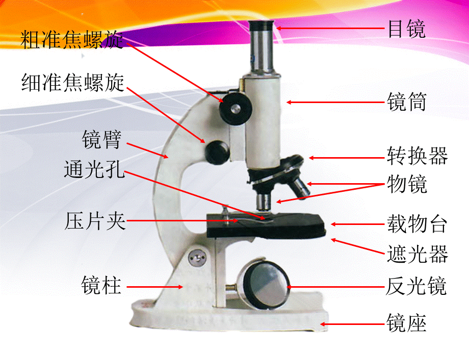 显微镜的结构和使用_精品文档PPT文件格式下载.ppt_第3页