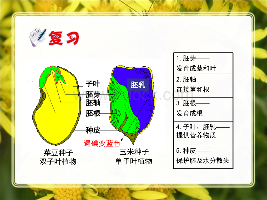 第二章第一节种子的萌发_精品文档PPT文件格式下载.ppt