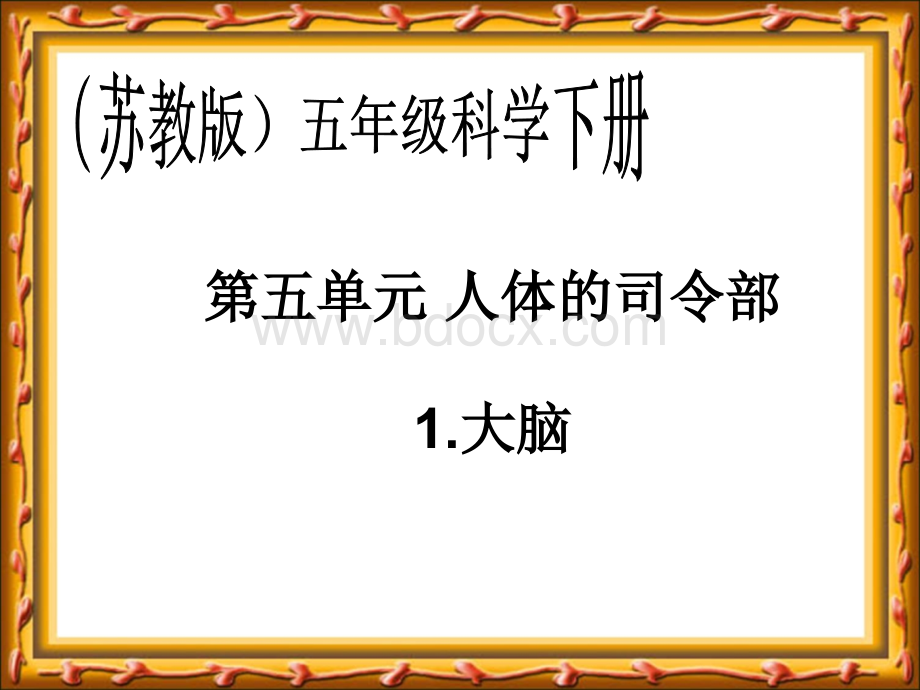 苏教版小学科学五年级下册《大脑》课件PPT文件格式下载.ppt