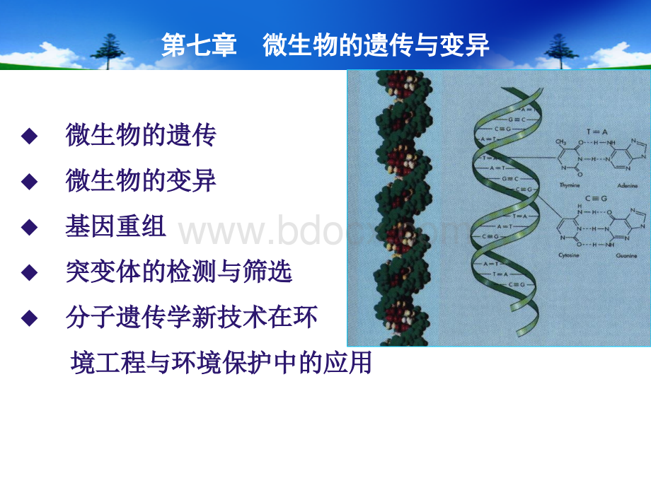 第七章微生物的遗传与变异_精品文档PPT资料.ppt