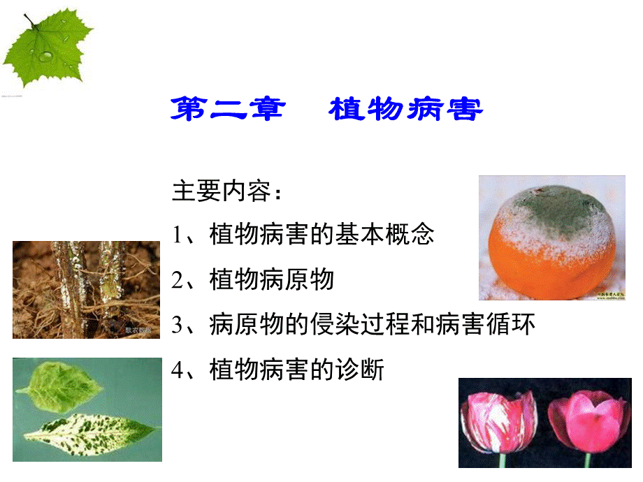 植物保护学通论植物病害_精品文档.ppt