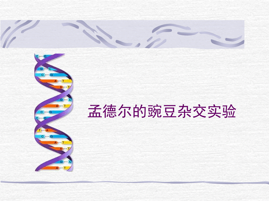 孟德尔的豌豆杂交实验.ppt_第1页