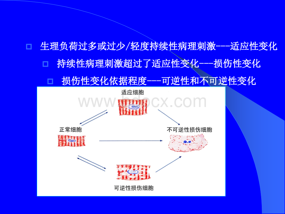 细胞组织损伤和修复_精品文档PPT文档格式.ppt_第2页