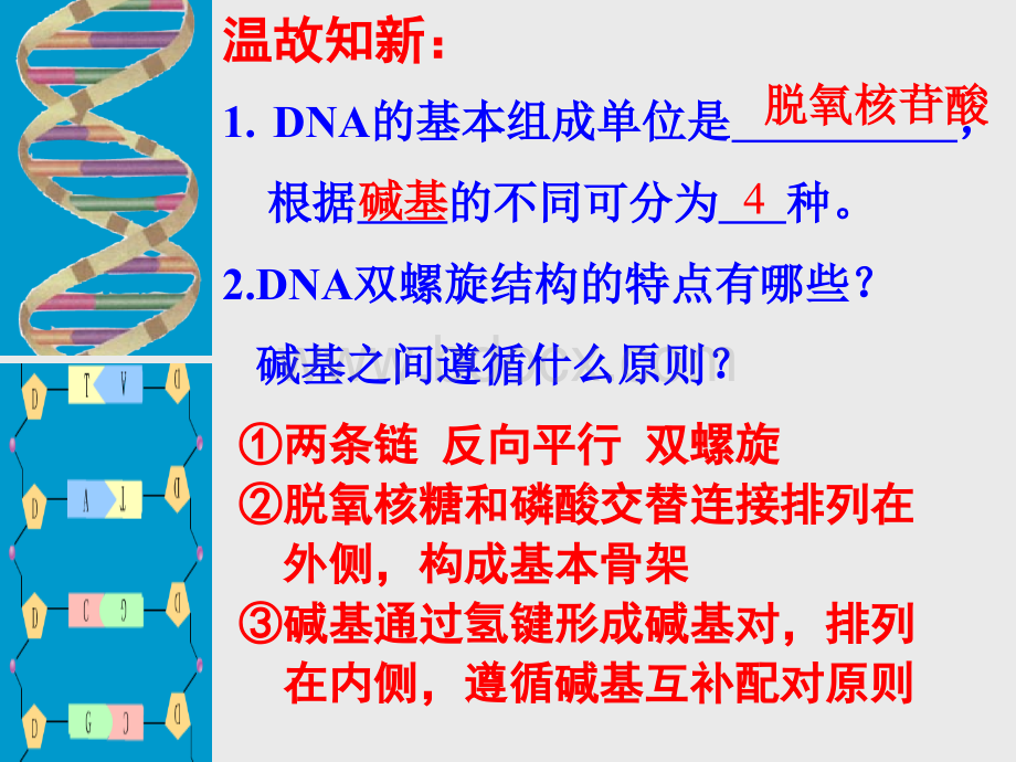 第3节-DNA的复制_精品文档.ppt_第1页