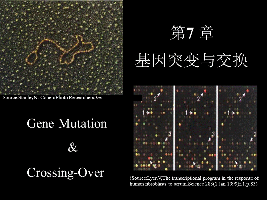 分子生物学第七章_精品文档.pptx