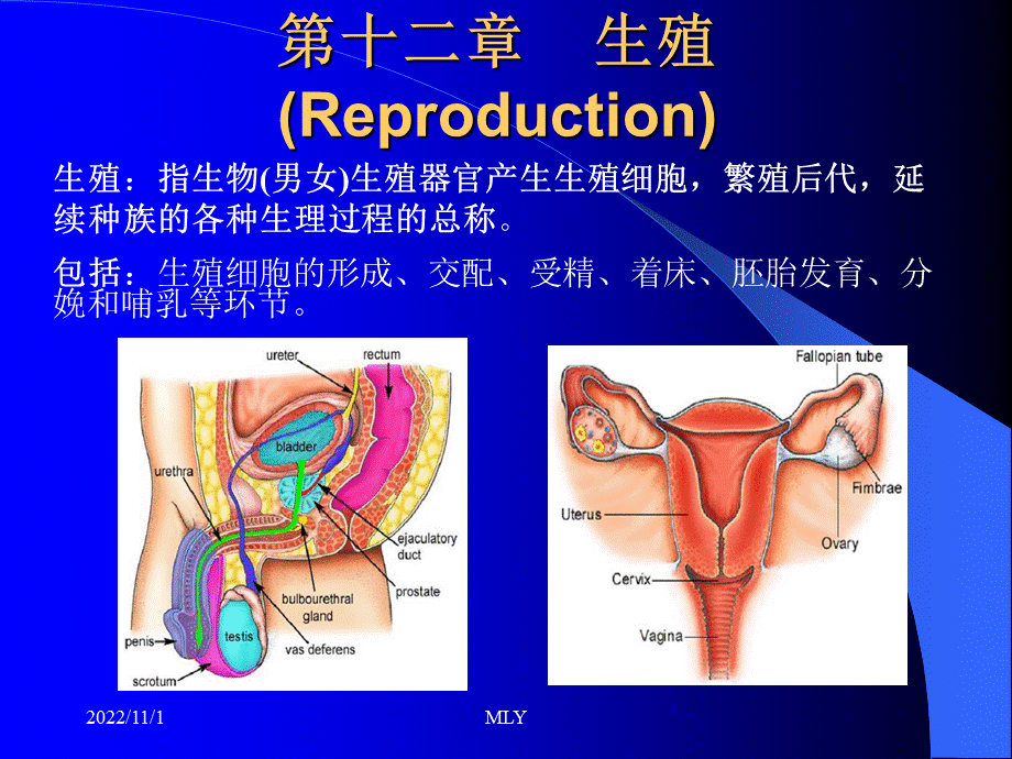 第十二章生殖_精品文档.ppt