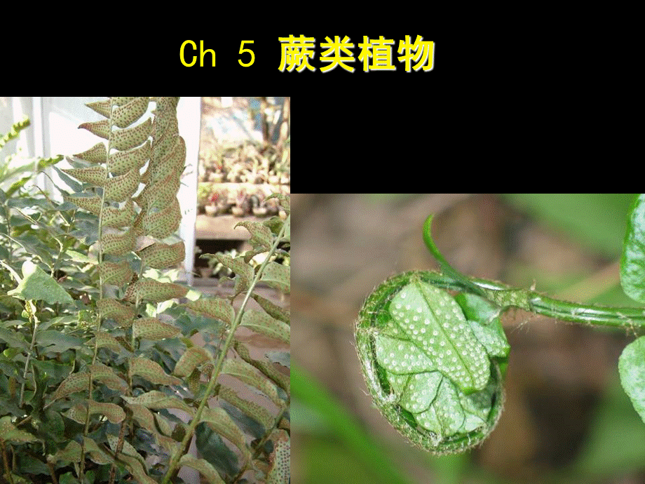 蕨类植物课件教案_精品文档.ppt