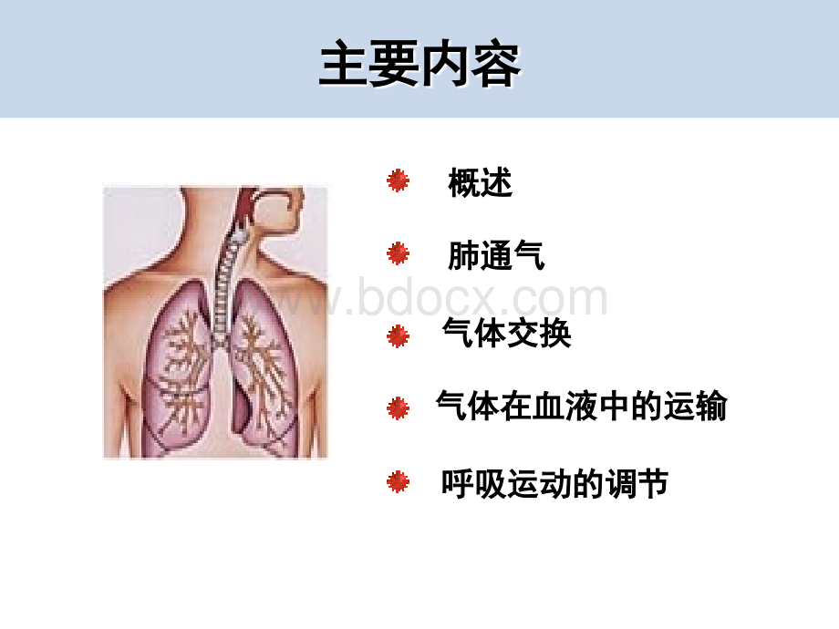 生理学呼吸系统_精品文档.ppt_第2页