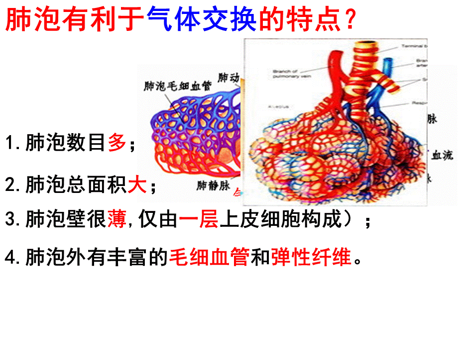 呼吸运动和肺通气_精品文档优质PPT.ppt_第2页