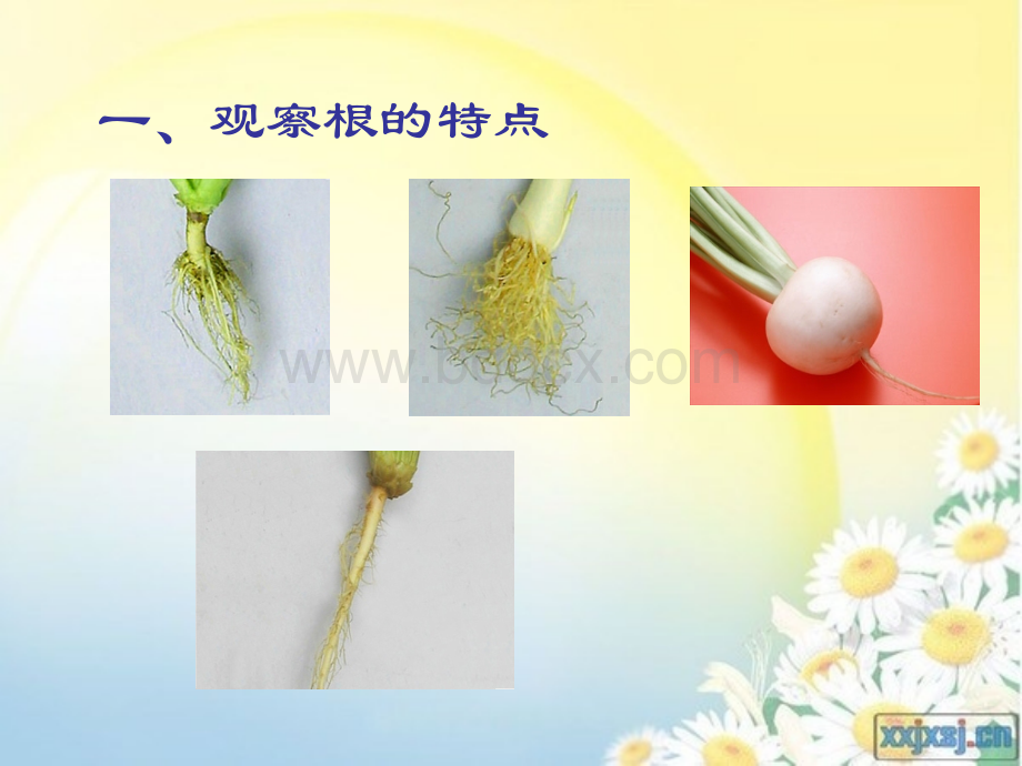 植物的根课件.ppt_第1页