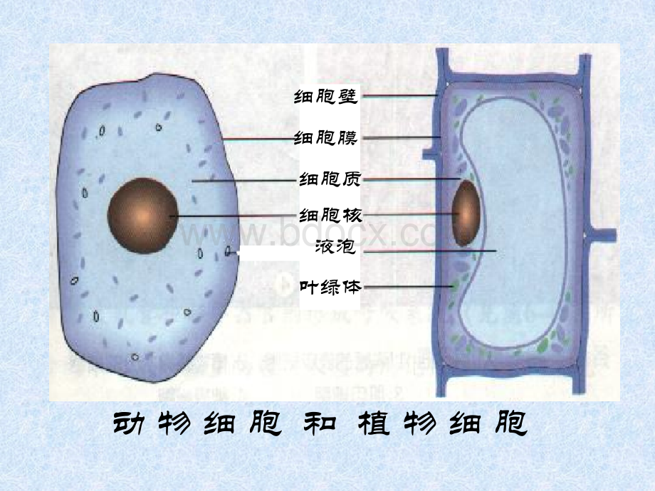 第号生物体的结构层次1_精品文档.ppt_第1页