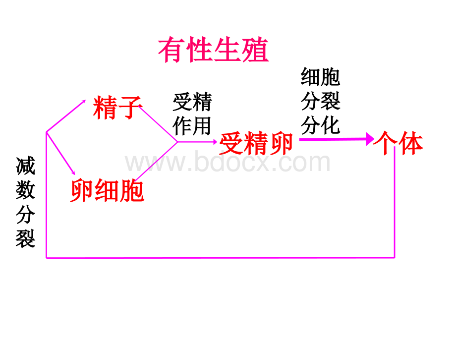 生殖细胞的形成2_精品文档.ppt