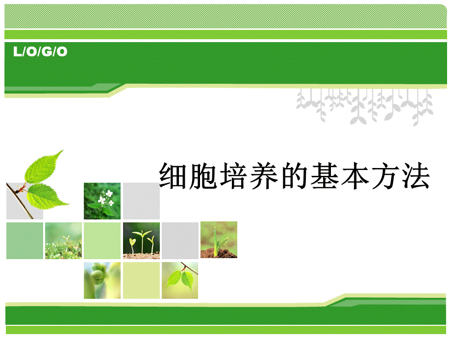 细胞培养的基本方法_精品文档PPT资料.ppt_第1页