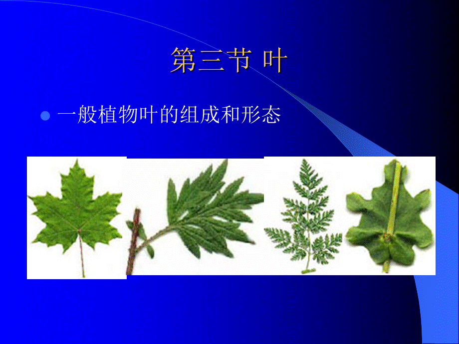 一般植物叶的组成和形态_精品文档.ppt_第1页