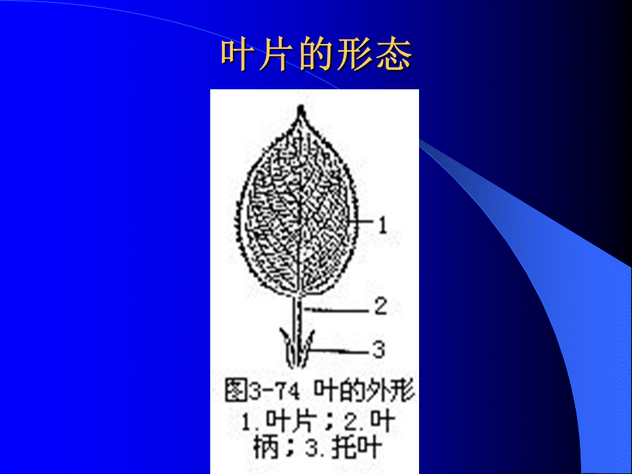 一般植物叶的组成和形态_精品文档.ppt_第2页