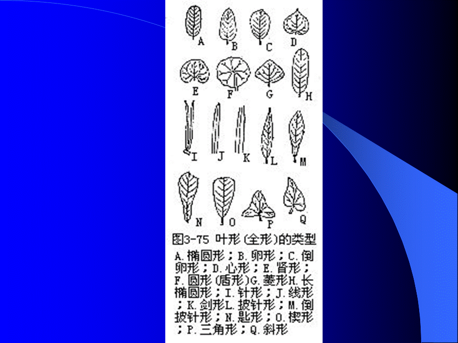 一般植物叶的组成和形态_精品文档.ppt_第3页