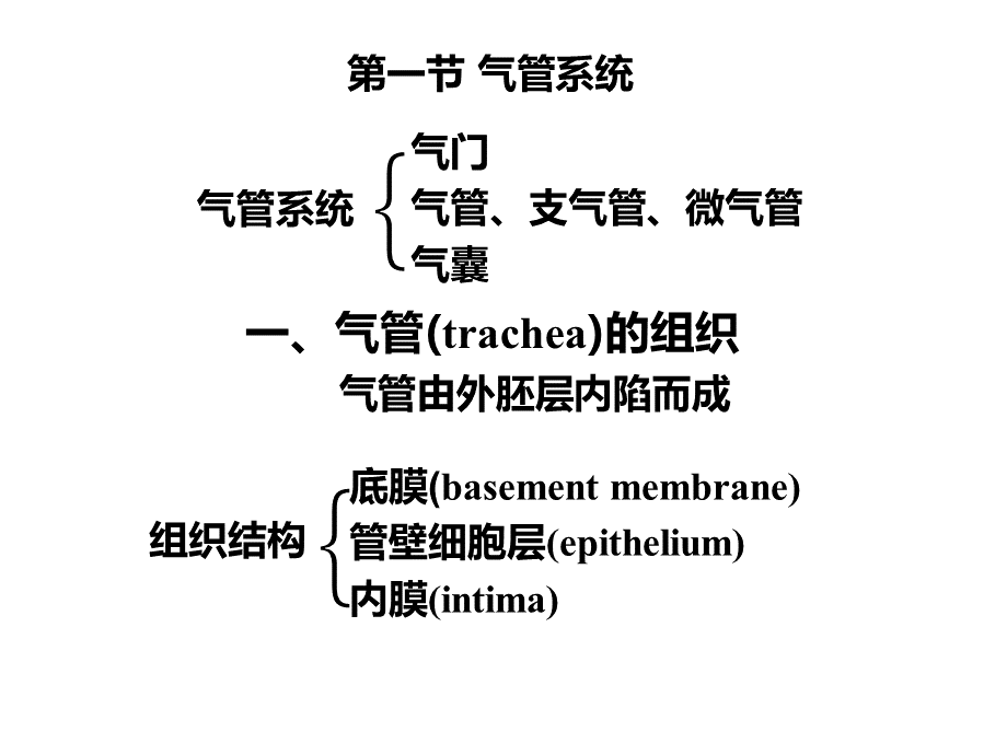 昆虫的呼吸系统1PPT_精品文档PPT格式课件下载.ppt_第2页