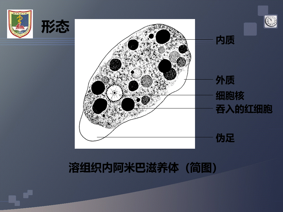 人体寄生虫实验_精品文档.ppt_第3页