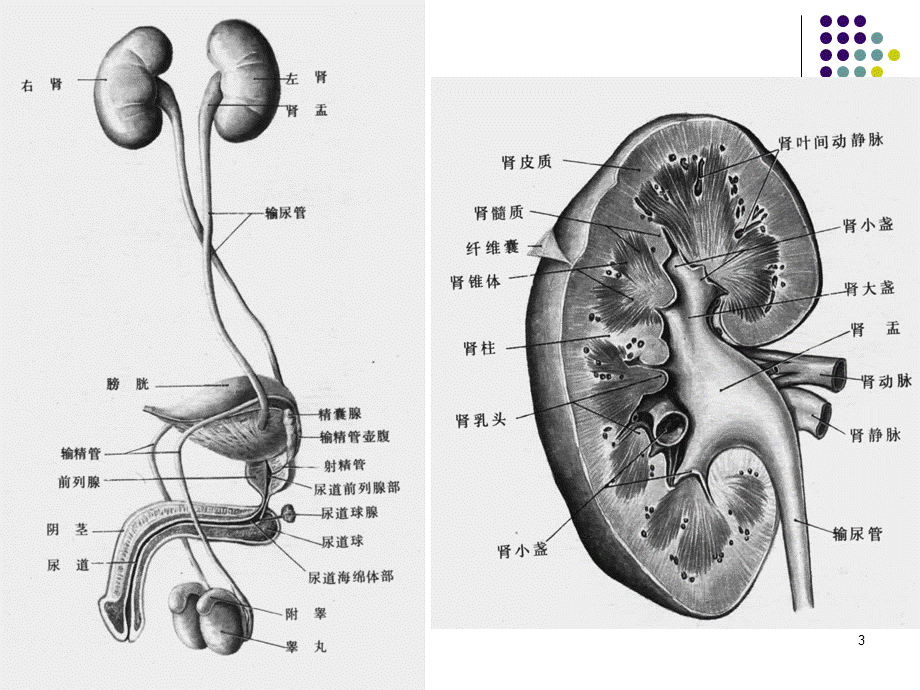 性知识.ppt_第3页