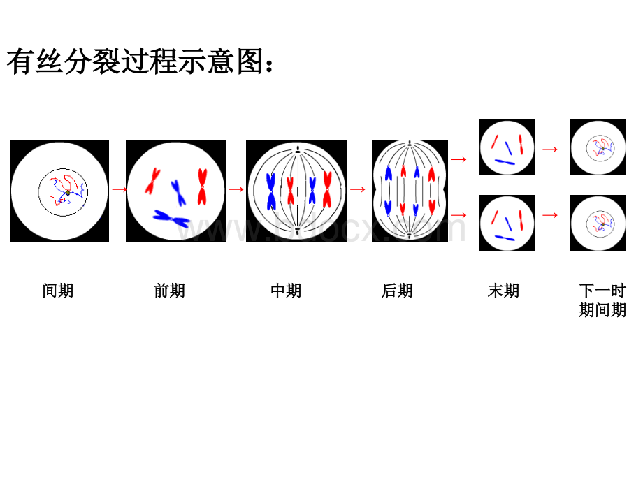 有丝分裂和减数分裂的比较_精品文档PPT课件下载推荐.ppt_第2页