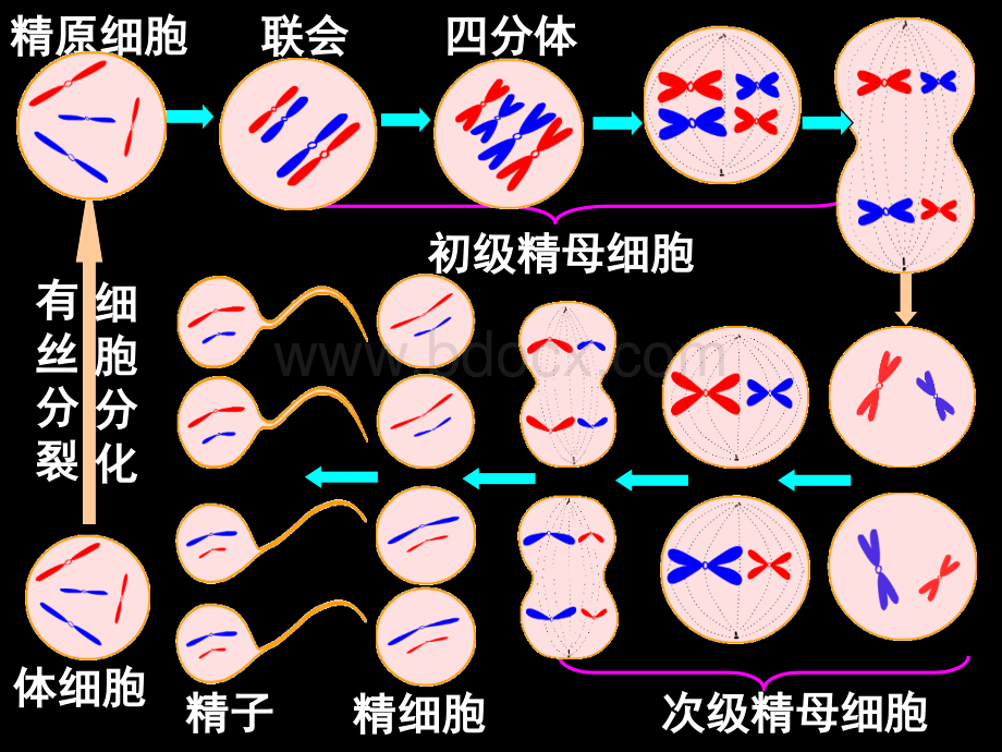 有丝分裂和减数分裂的比较_精品文档PPT课件下载推荐.ppt_第3页