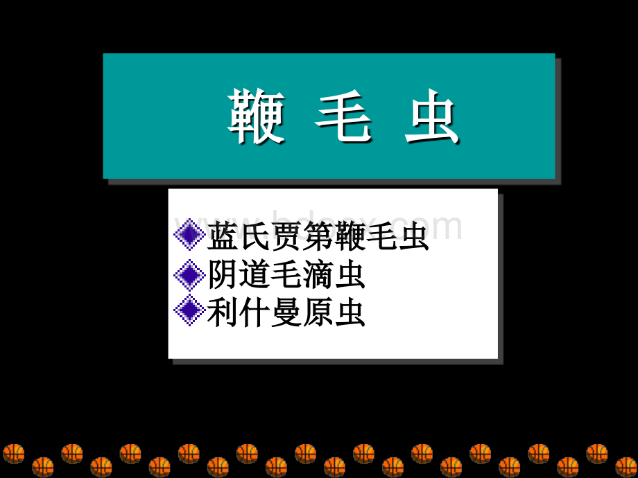 鞭毛虫_精品文档.ppt