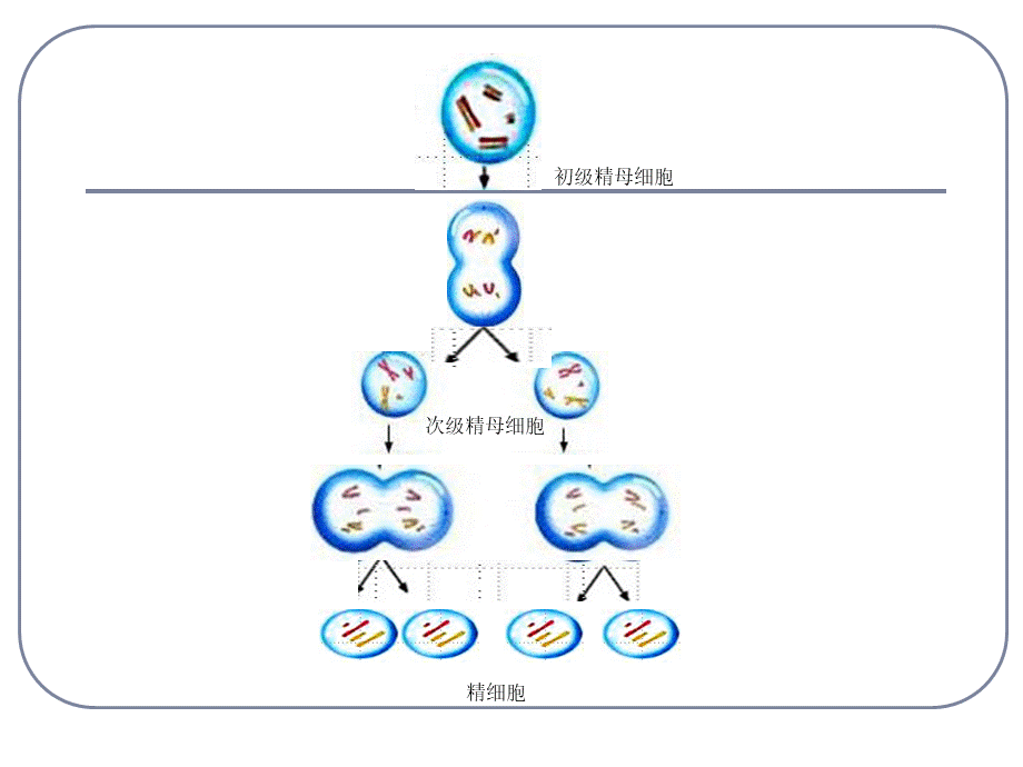 卵子的形成过程_精品文档优质PPT.ppt_第2页