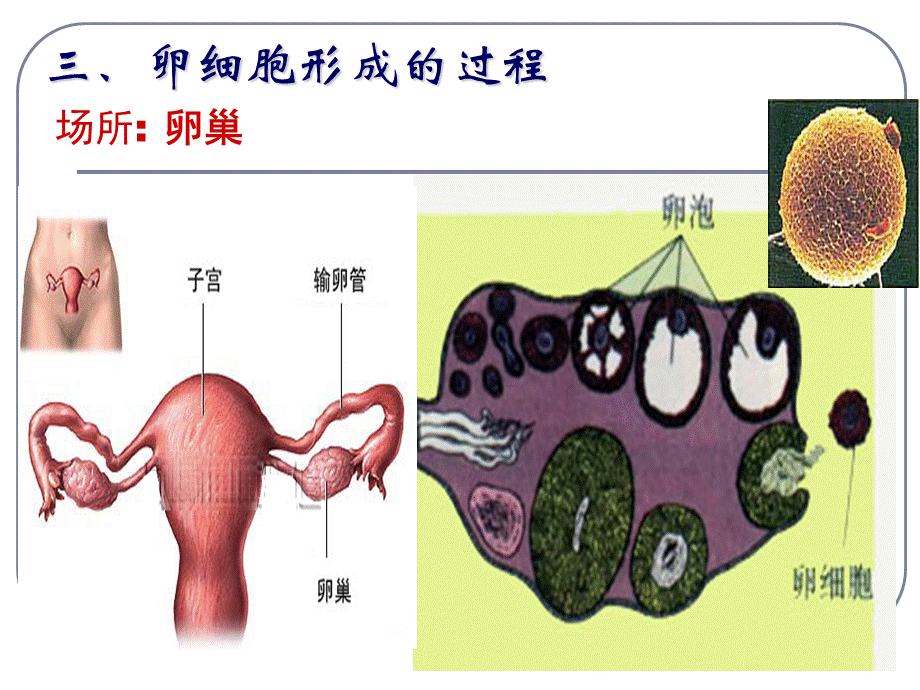 卵子的形成过程_精品文档优质PPT.ppt_第3页