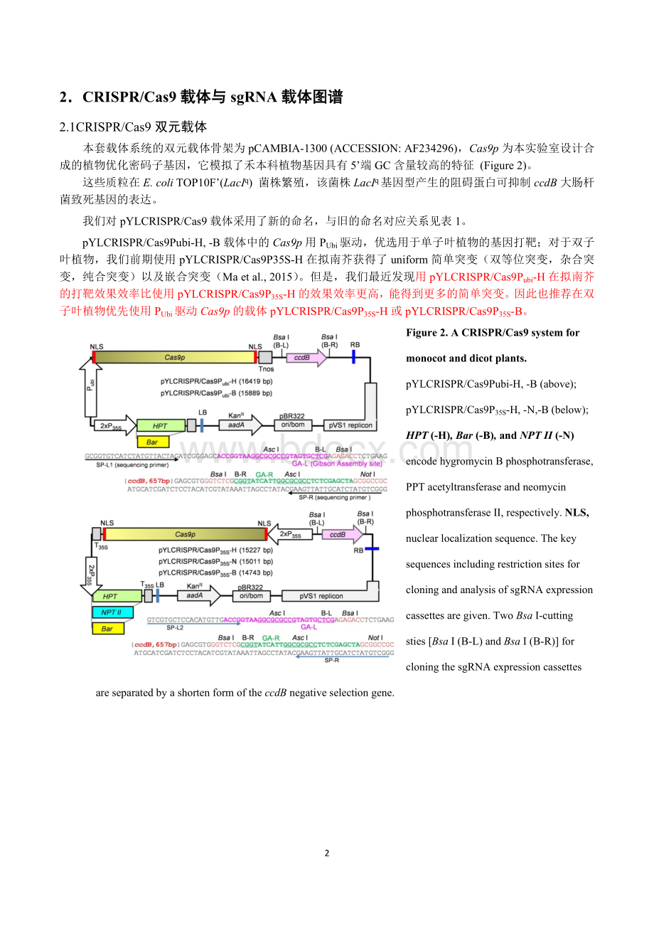 植物多靶点CRISPR-Cas9载体使用方法-5-1_精品文档.doc_第2页