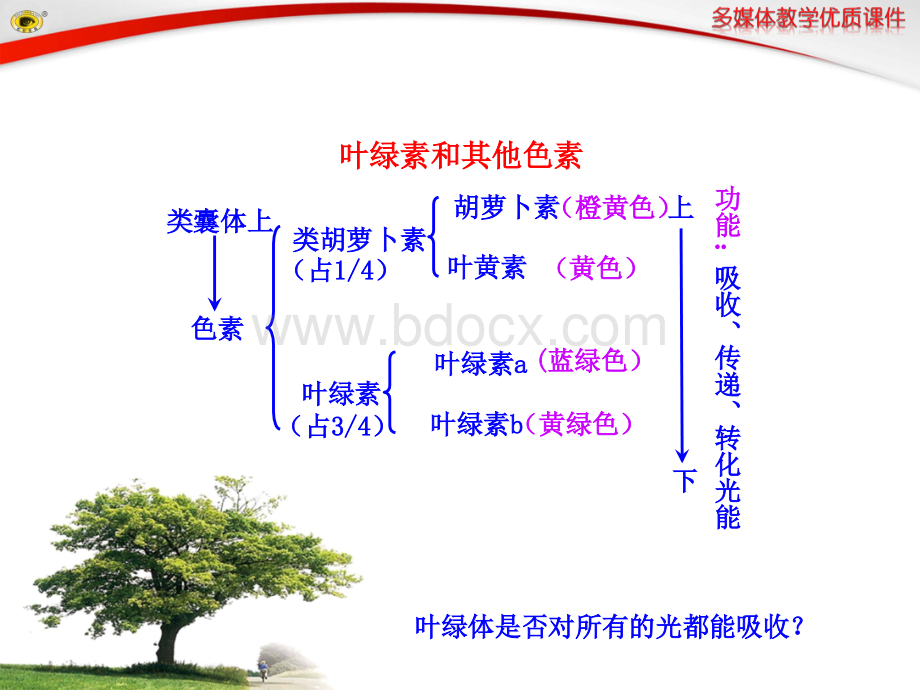 光反应碳反应环境因素影响光合_精品文档.ppt