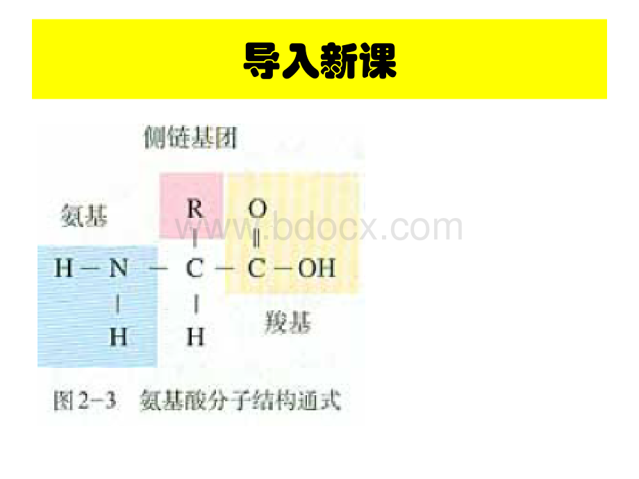 蛋白质形成过程PPT格式课件下载.pptx_第2页