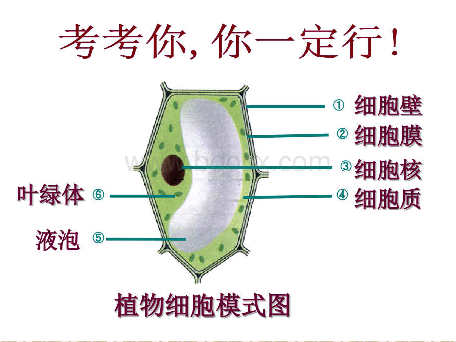 七年级上册课件：第二单元第一章第四节细胞的生活.ppt_第1页