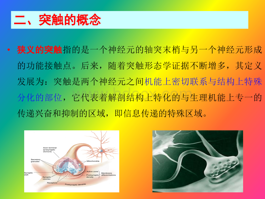 突触和突触传递_精品文档PPT文件格式下载.ppt_第3页