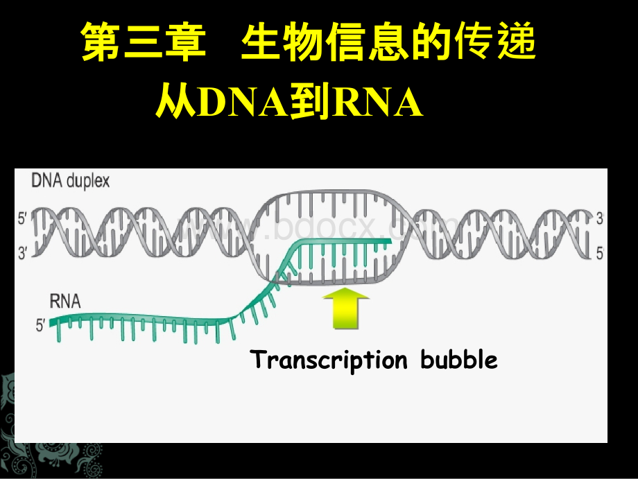 从DNA到RNA_精品文档PPT推荐.ppt