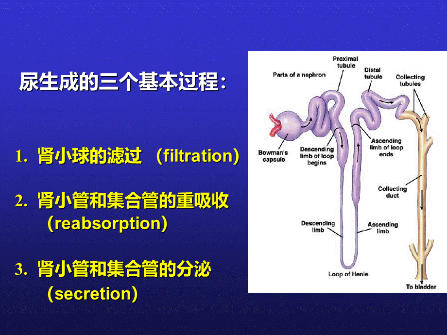 影响尿生成因素_精品文档优质PPT.ppt_第3页