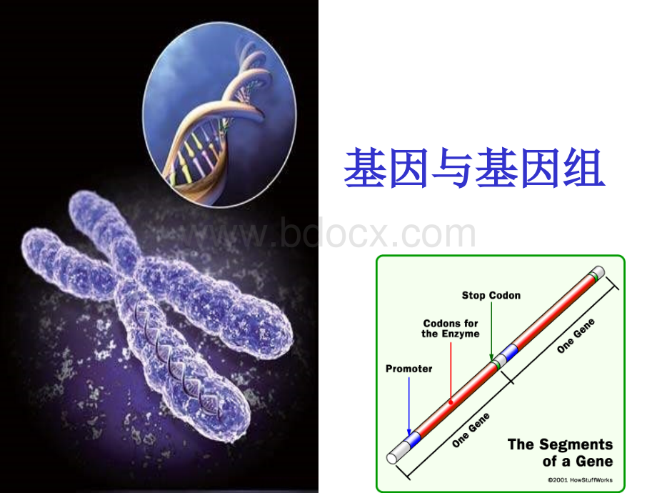 基因与基因组PPT资料.ppt_第1页