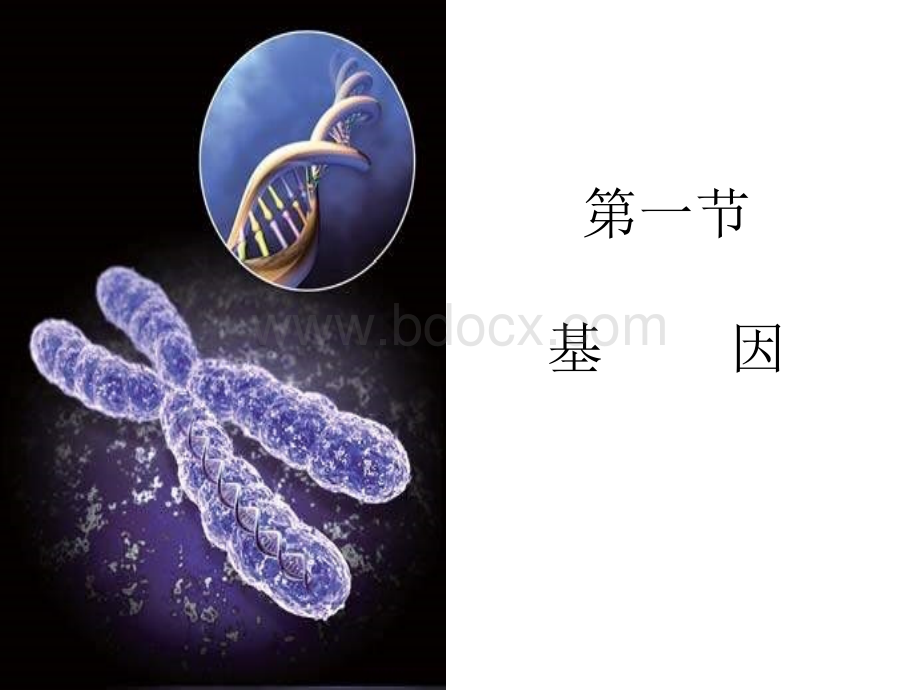 基因与基因组PPT资料.ppt_第2页