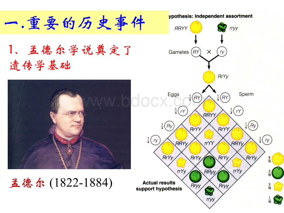 基因与基因组.ppt_第3页