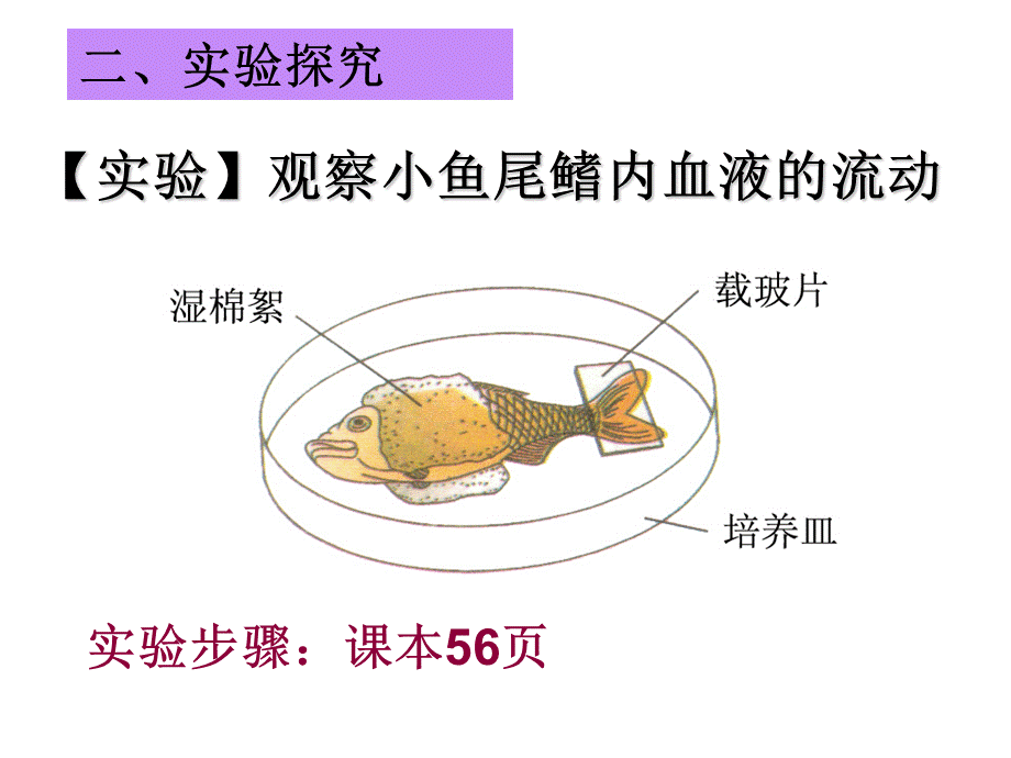 血流的管道血管PPT格式课件下载.ppt_第3页