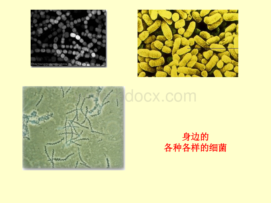 动物体的细胞识别和免疫课件_精品文档PPT文档格式.ppt_第3页